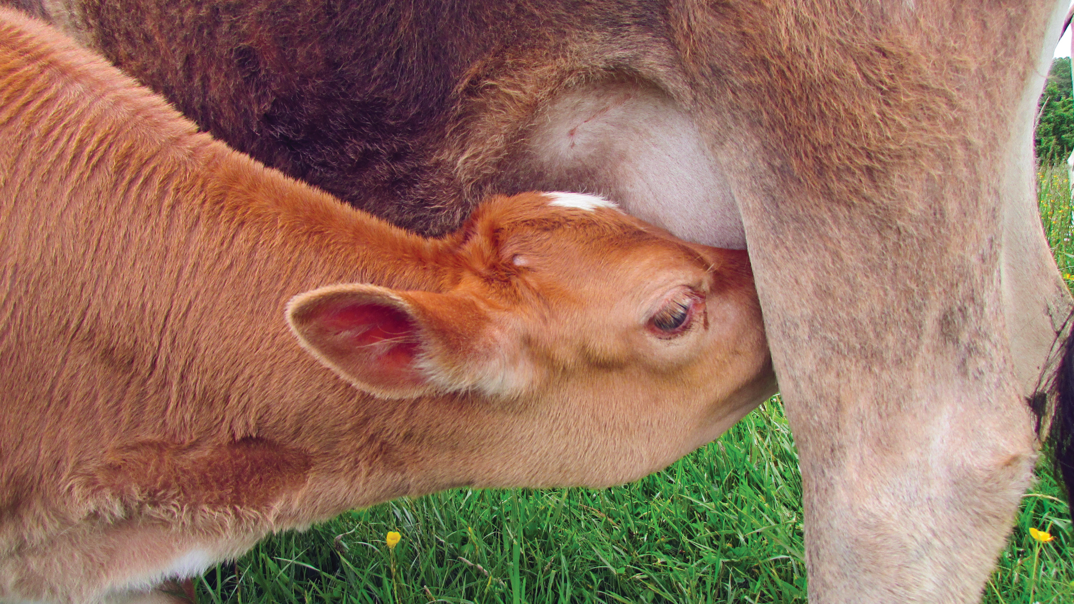 How Long Do Cows Produce Milk? Grit